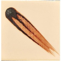 Cesco Brush-On Underglaze Oxide 150Ml Series 1 Ferric Oxide
