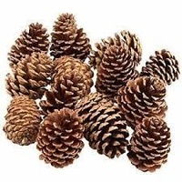 Pine Cones 2-4Cm Bag Of 190 Grams