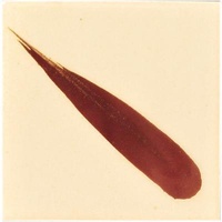 Cesco Brush-On Underglaze Oxide 150Ml 