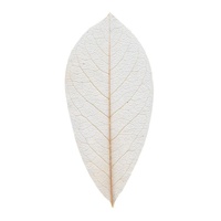 Skeleton Leaves Natural 6 X 13Cm Packet Of 100