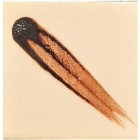 Cesco Brush-On Underglaze Oxide 500Ml Series 1 Manganese Dioxide