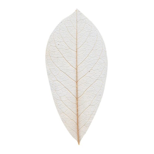 Skeleton Leaves Natural 6 X 13Cm Packet Of 100